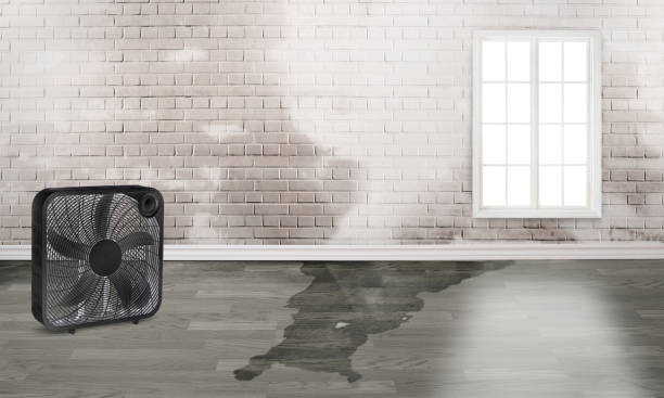Best Professional water damage repair  in Gardendale, TX